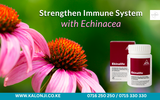 Echinacea Root Capsules 60's (Ekinalife Capules)