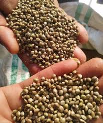 Have you been asking yourself, Where to get Hemp seeds in Kenya? or Where to get hemp seeds in Nairobi? Kalonji Online Shop Nairobi has it.
Contact them via WhatsApp/call via 0716 250 250 or even shop online via their website www.kalonji.co.ke