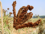 Have you been asking yourself, Where to get Millet (Red millet) - Wimbi in Kenya? or Where to get Millet (Red millet) - Wimbi   in Nairobi? Kalonji Online Shop Nairobi has it.
Contact them via WhatsApp/call via 0716 250 250 or even shop online via their website www.kalonji.co.ke