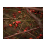 Have you been asking yourself, Where to get Aqua oleum Rosehip seed Oil in Kenya? or Where to get Rosehip seed Oil  in Nairobi? Kalonji Online Shop Nairobi has it.
Contact them via WhatsApp/Call 0716 250 250 or even shop online via their website www.kalonji.co.ke